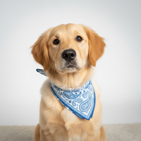 a pet store that focus on Accessories  for pets