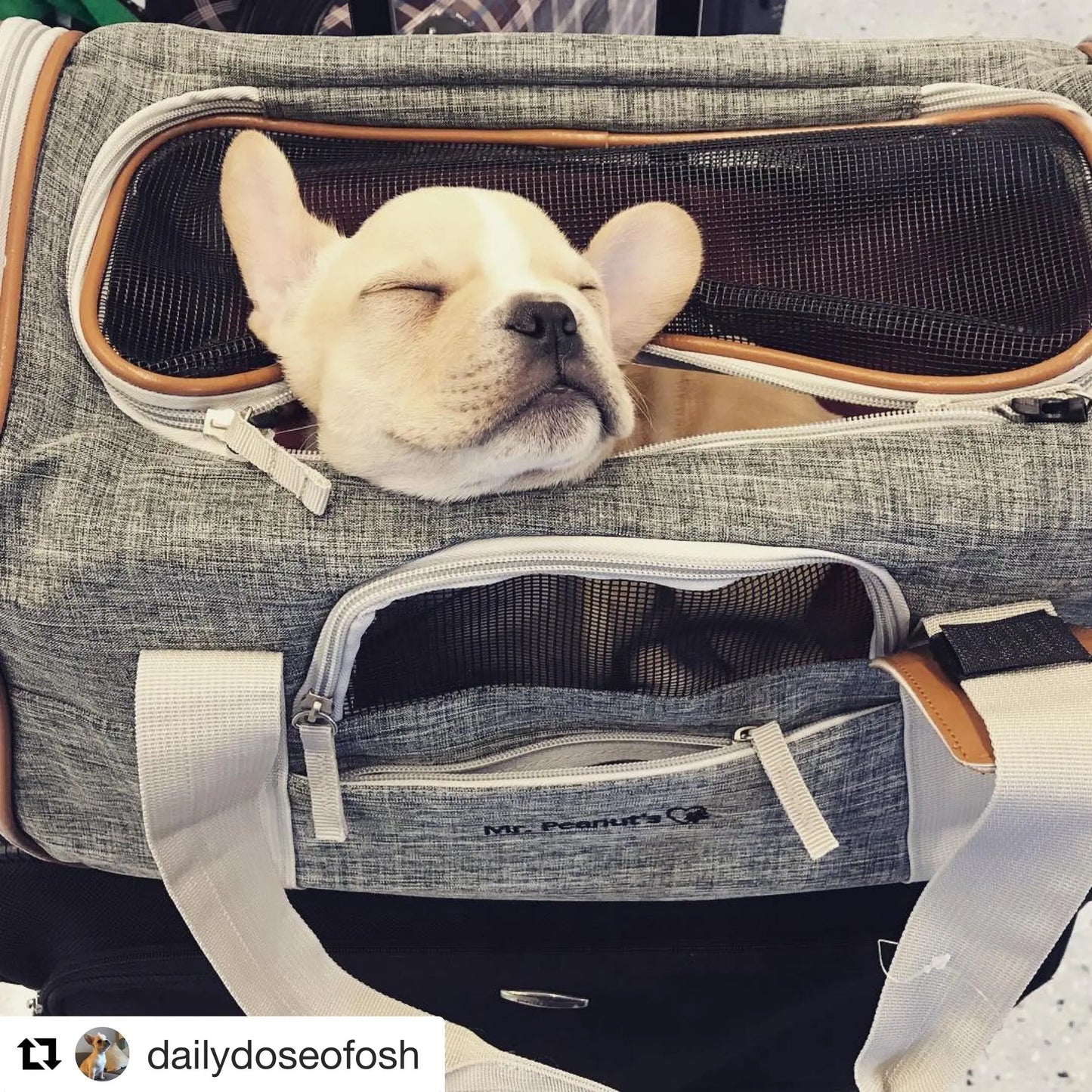 Mr. Peanut's Platinum Series Expandable Airline Pet Carrier Mr. Peanut's Pet Carriers