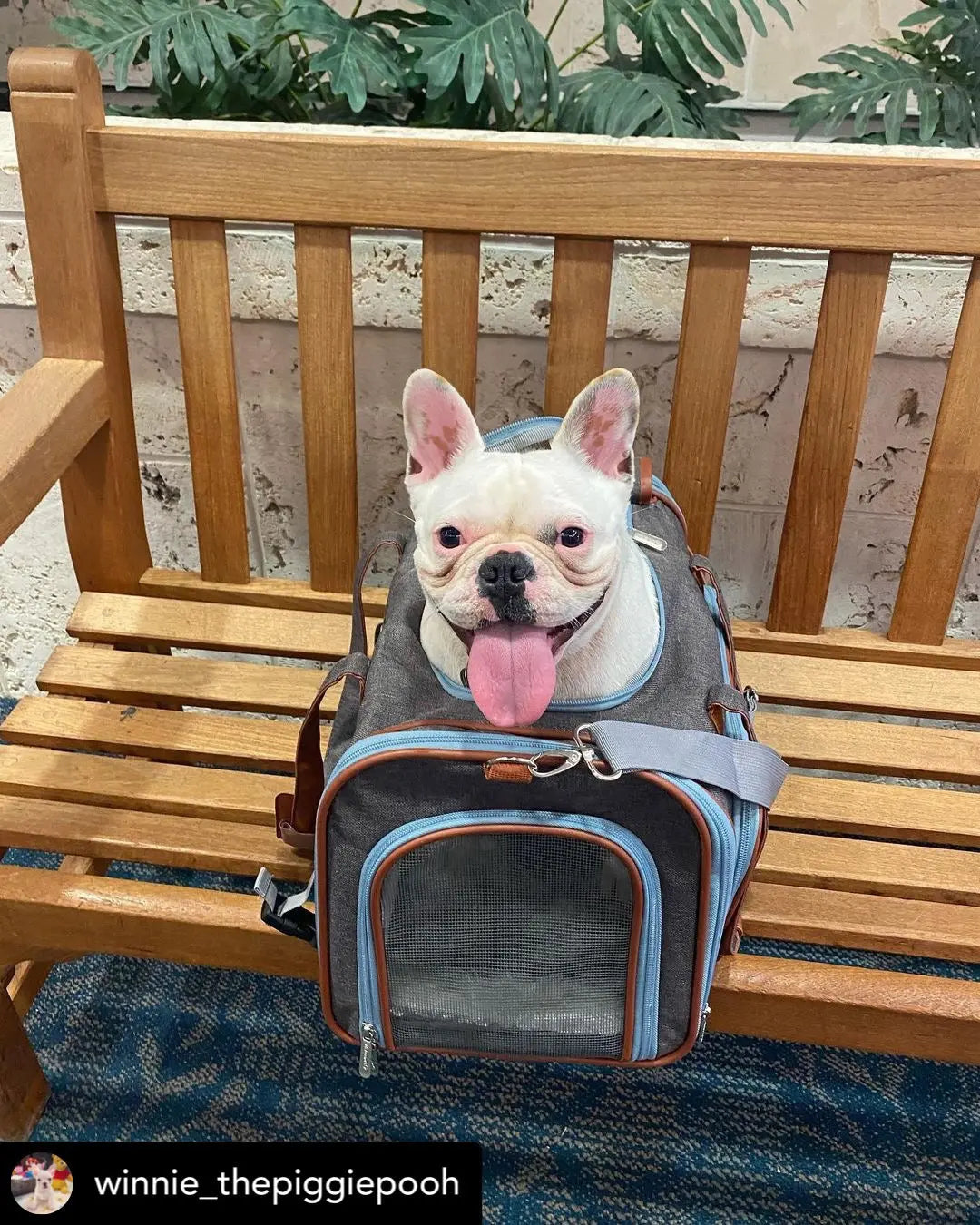 Mr. Peanut's Gold Series XL Double Expandable Pet Carrier Mr. Peanut's Pet Carriers